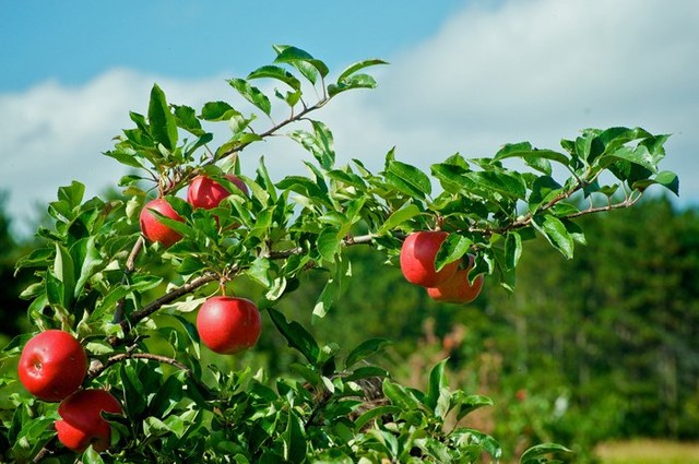 những vườn tào tuyệt đẹp ở Mỹ